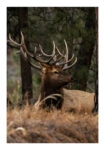 Poster RUSTIC FARMHOUSE DEER 2