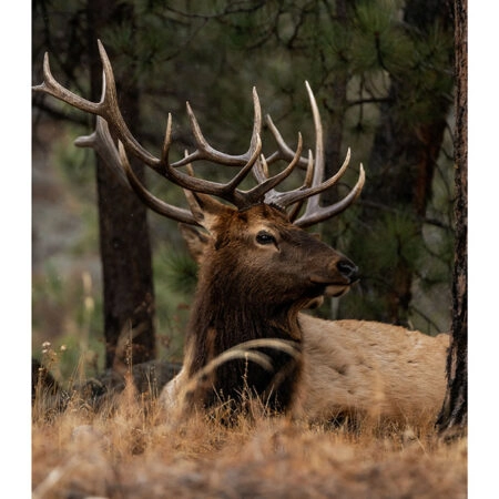 Poster RUSTIC FARMHOUSE DEER 2 -  Sticky 2