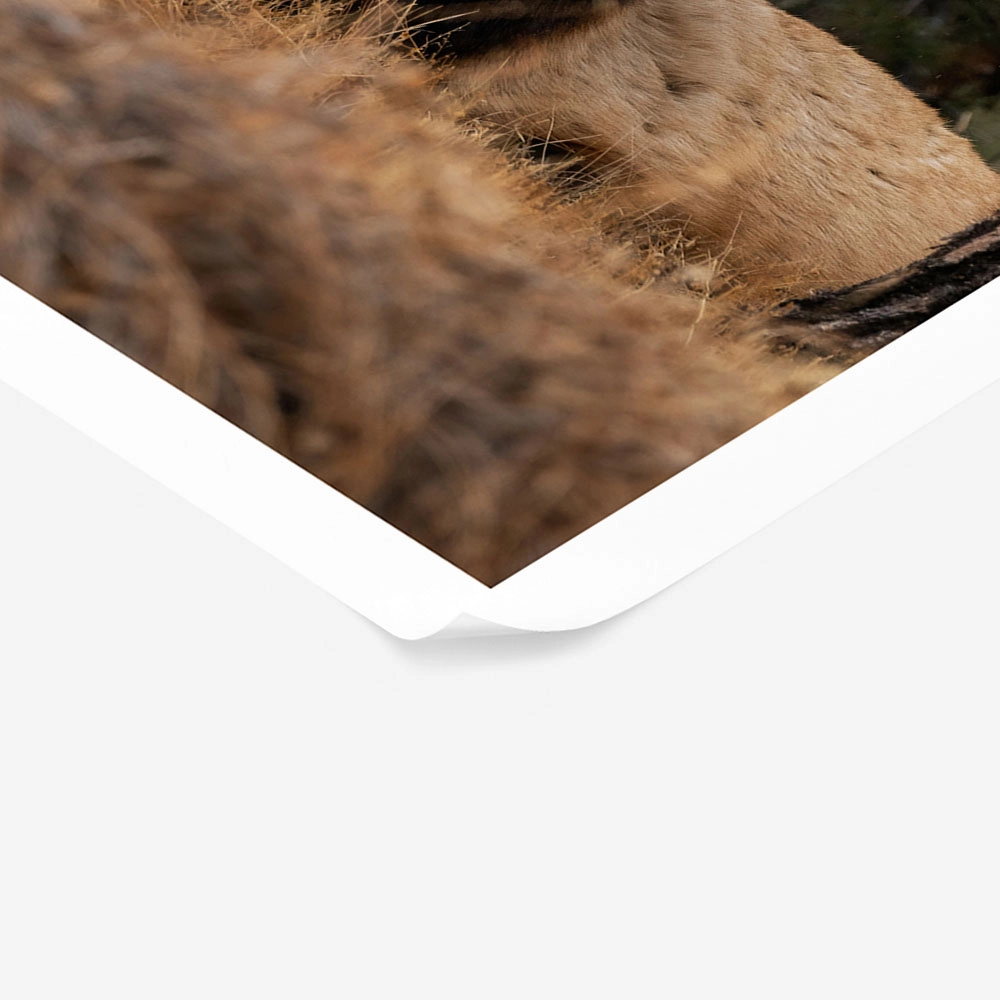 Poster RUSTIC FARMHOUSE DEER 2