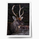 Poster RUSTIC FARMHOUSE DEER 3