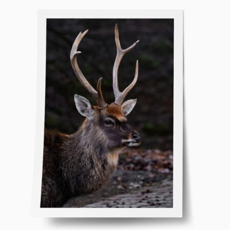 Poster RUSTIC FARMHOUSE DEER 3 - 
