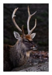 Poster RUSTIC FARMHOUSE DEER 3