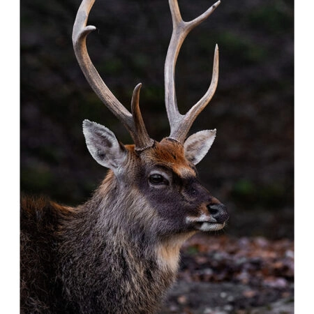 Poster RUSTIC FARMHOUSE DEER 3 -  Sticky 2