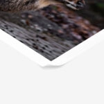 Poster RUSTIC FARMHOUSE DEER 3