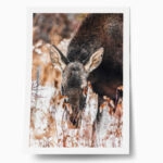 Poster RUSTIC FARMHOUSE DEER