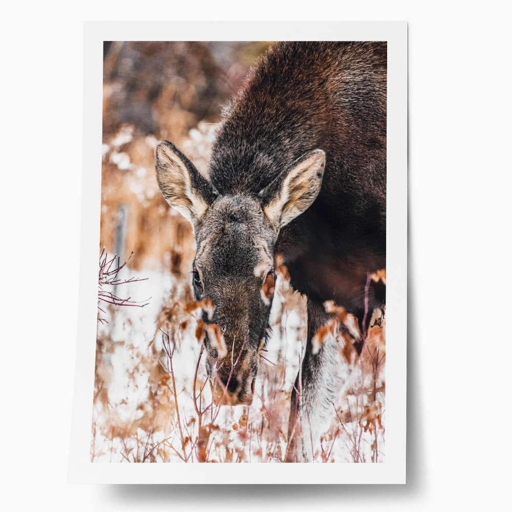 Poster RUSTIC FARMHOUSE DEER