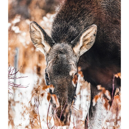 Poster RUSTIC FARMHOUSE DEER -  Sticky 2