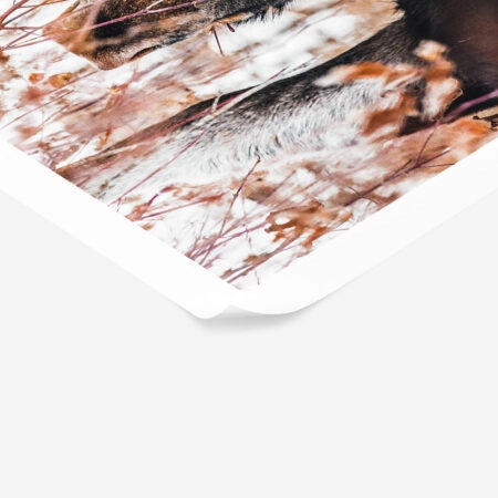 Poster RUSTIC FARMHOUSE DEER -  Sticky 1