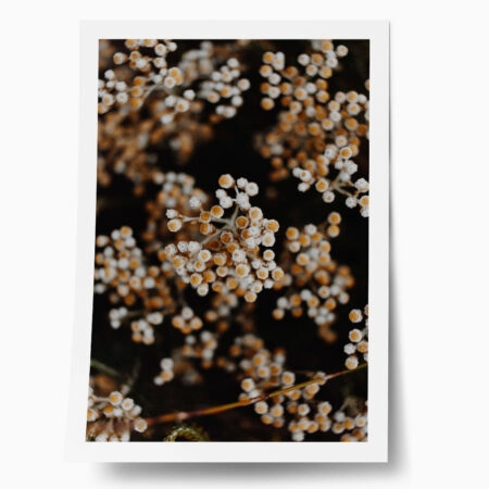 Poster RUSTIC FARMHOUSE DRIED FLOWERS 2 - 