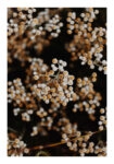 Poster RUSTIC FARMHOUSE DRIED FLOWERS 2