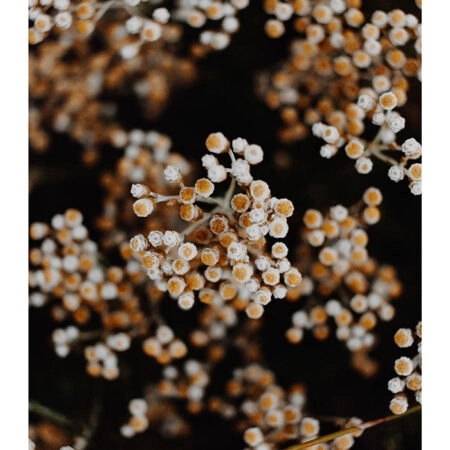 Poster RUSTIC FARMHOUSE DRIED FLOWERS 2 -  Sticky 2