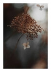 Poster RUSTIC FARMHOUSE DRIED LEAVES 2