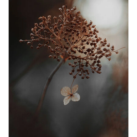 Poster RUSTIC FARMHOUSE DRIED LEAVES 2 -  Sticky 2