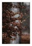 Poster RUSTIC FARMHOUSE DRIED LEAVES 4