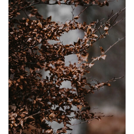 Poster RUSTIC FARMHOUSE DRIED LEAVES 4 -  Sticky 2