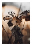 Poster RUSTIC FARMHOUSE DRIED LEAVES 5