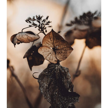 Poster RUSTIC FARMHOUSE DRIED LEAVES 5 -  Sticky 2
