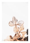 Poster RUSTIC FARMHOUSE DRIED LEAVES