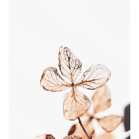 Poster RUSTIC FARMHOUSE DRIED LEAVES -  Sticky 2