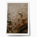 Poster RUSTIC FARMHOUSE DUCK