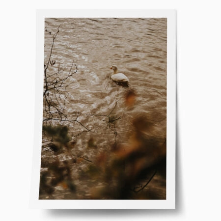 Poster RUSTIC FARMHOUSE DUCK - 