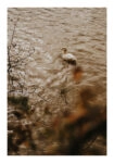 Poster RUSTIC FARMHOUSE DUCK