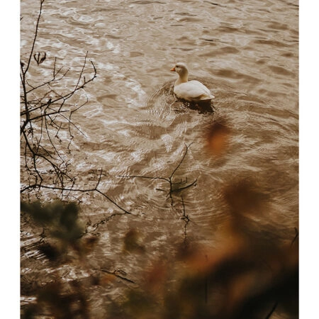 Poster RUSTIC FARMHOUSE DUCK -  Sticky 2