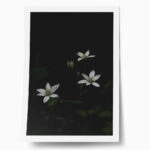 Poster RUSTIC FARMHOUSE FLOWERS 3