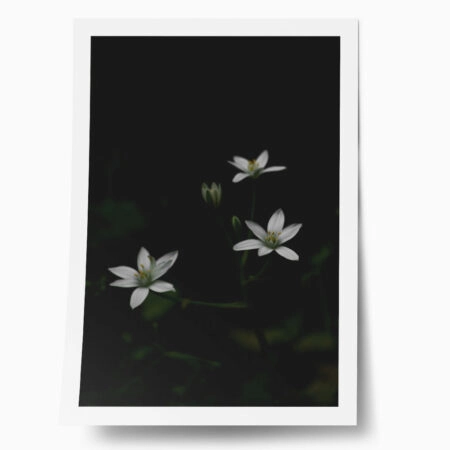 Poster RUSTIC FARMHOUSE FLOWERS 3 - 