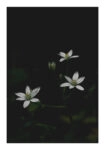 Poster RUSTIC FARMHOUSE FLOWERS 3