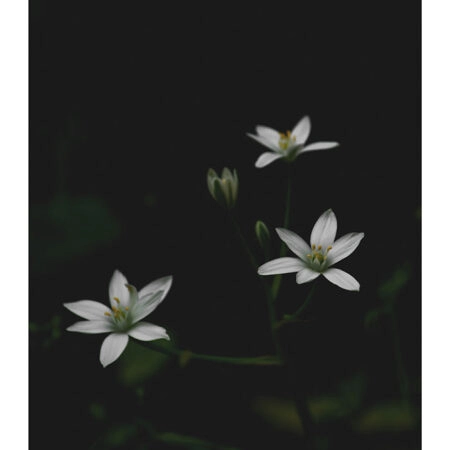 Poster RUSTIC FARMHOUSE FLOWERS 3 -  Sticky 2