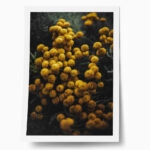 Poster RUSTIC FARMHOUSE FLOWERS 5