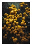 Poster RUSTIC FARMHOUSE FLOWERS 5