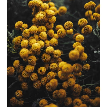 Poster RUSTIC FARMHOUSE FLOWERS 5 -  Sticky 2