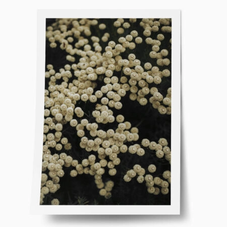 Poster RUSTIC FARMHOUSE FLOWERS 6 - 