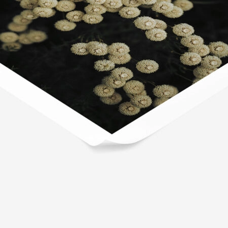 Poster RUSTIC FARMHOUSE FLOWERS 6 -  Sticky 1