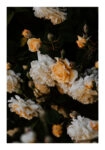 Poster RUSTIC FARMHOUSE FLOWERS