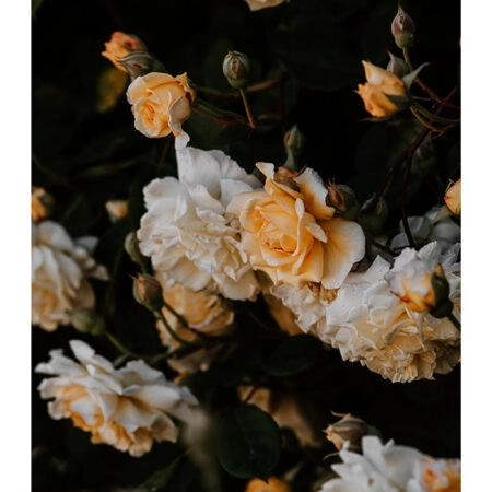 Poster RUSTIC FARMHOUSE FLOWERS -  Sticky 2