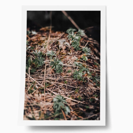 Poster RUSTIC FARMHOUSE FOREST FLOOR - 