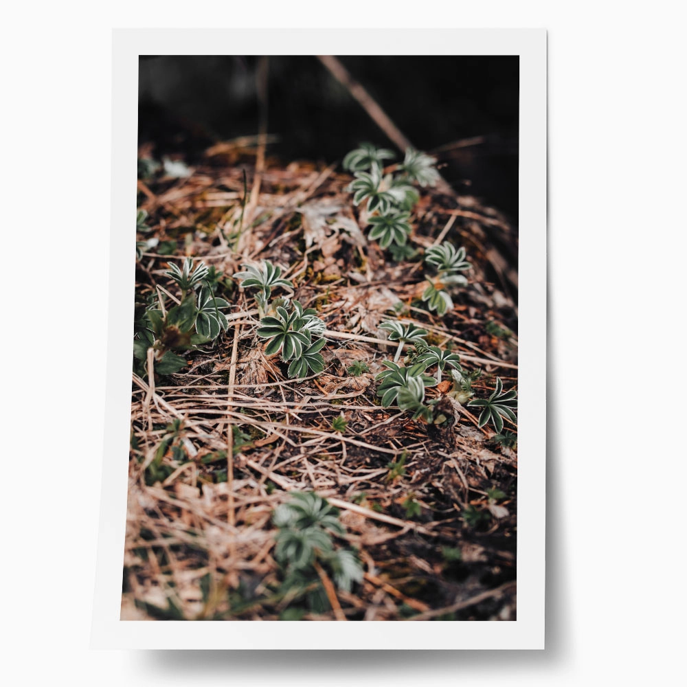 Poster RUSTIC FARMHOUSE FOREST FLOOR