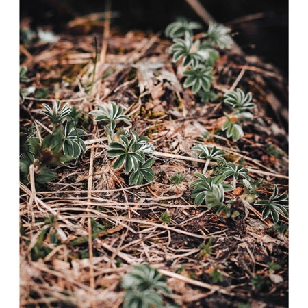 Poster RUSTIC FARMHOUSE FOREST FLOOR -  Sticky 2
