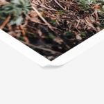 Poster RUSTIC FARMHOUSE FOREST FLOOR