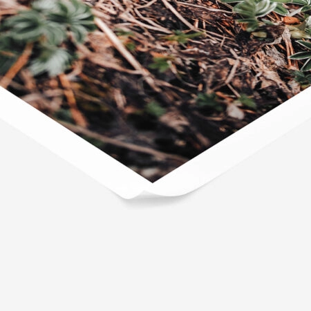 Poster RUSTIC FARMHOUSE FOREST FLOOR -  Sticky 1
