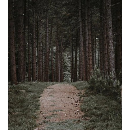 Poster RUSTIC FARMHOUSE FOREST PATH -  Sticky 2
