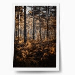 Poster RUSTIC FARMHOUSE FOREST TREES