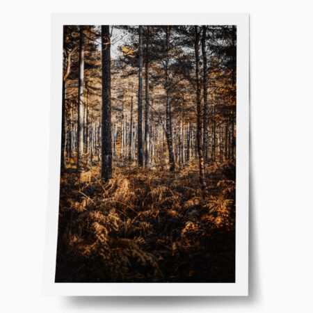 Poster RUSTIC FARMHOUSE FOREST TREES - 