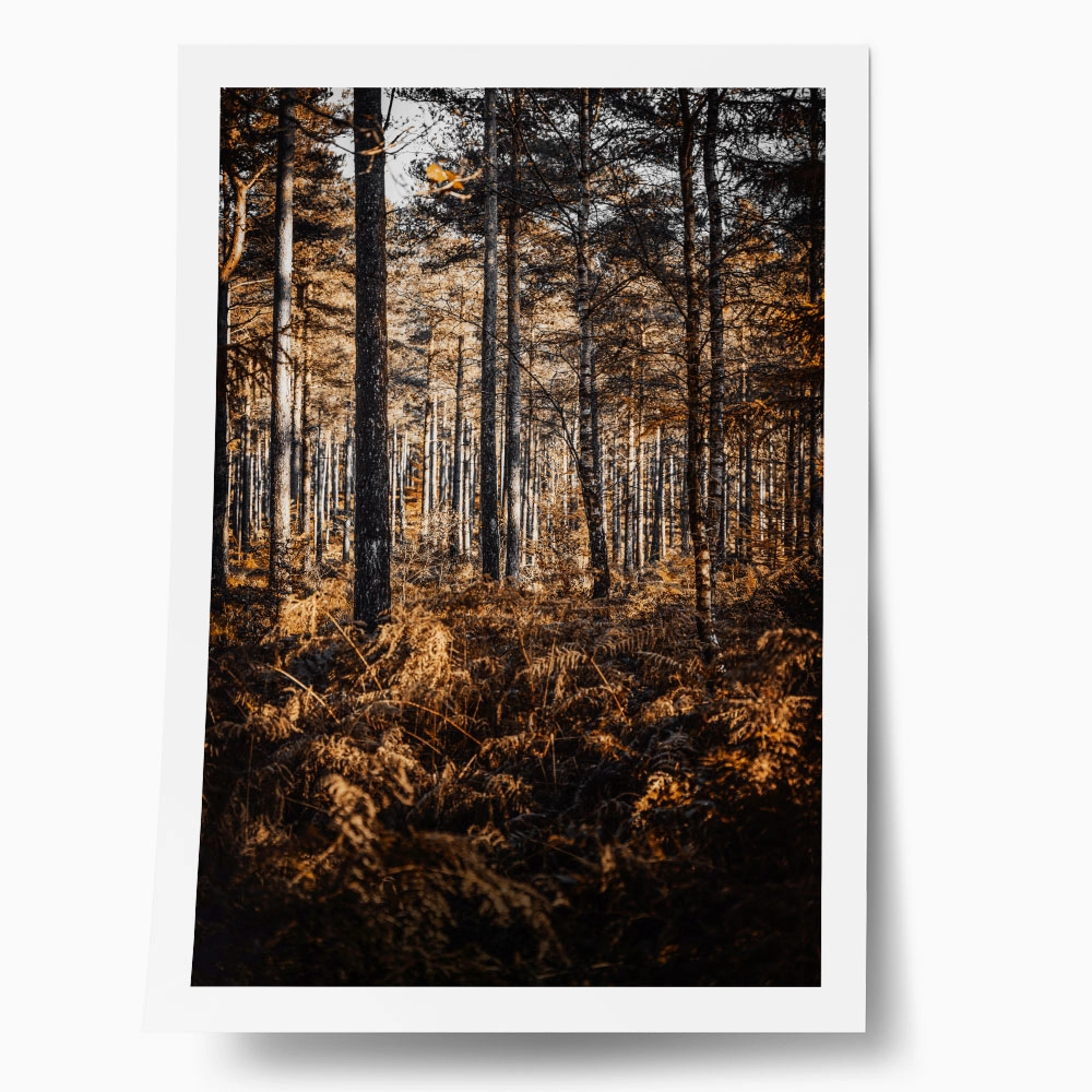 Poster RUSTIC FARMHOUSE FOREST TREES