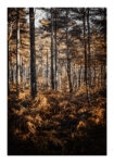 Poster RUSTIC FARMHOUSE FOREST TREES