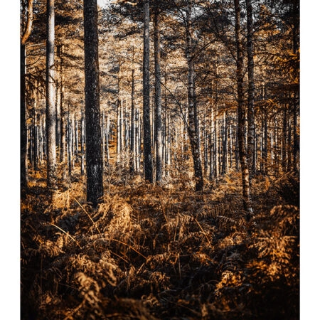 Poster RUSTIC FARMHOUSE FOREST TREES -  Sticky 2