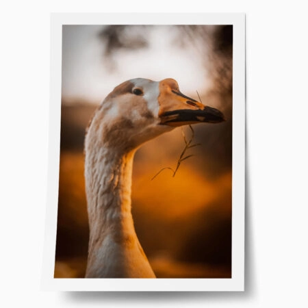 Poster RUSTIC FARMHOUSE GOOSE - 